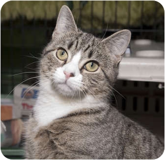 Domestic Shorthair Cat for Sale in New York, New York - Sonya Domestic Shorthair Cat for Sale in New York, New York - Sonya