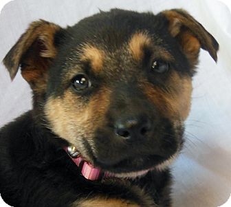 German Shepherd Dog/Labrador Retriever Mix Puppy for Sale in Thousand Oaks, California - Stella German Shepherd Dog/Labrador Retriever Mix Puppy for Sale in Thousand Oaks, California - Stella