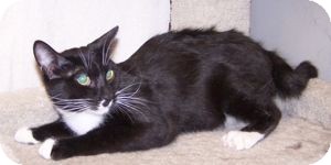 Domestic Shorthair Cat for Sale in Colorado Springs, Colorado - K-Emery3-Matlock Domestic Shorthair Cat for Sale in Colorado Springs, Colorado - K-Emery3-Matlock