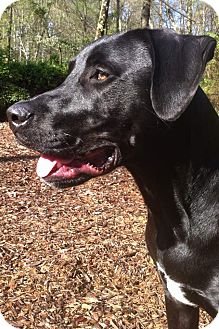Labrador Retriever/Great Dane Mix Dog for Sale in Brattleboro, Vermont - Shadow Labrador Retriever/Great Dane Mix Dog for Sale in Brattleboro, Vermont - Shadow