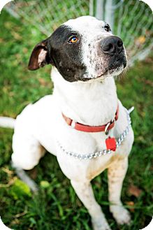Pointer Mix Dog for Sale in Missouri City, Texas - Spotty Pointer Mix Dog for Sale in Missouri City, Texas - Spotty