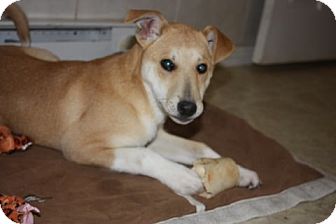 Labrador Retriever Mix Puppy for Sale in Danbury, Connecticut - Jessa Labrador Retriever Mix Puppy for Sale in Danbury, Connecticut - Jessa