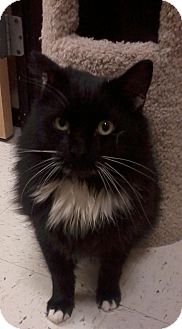 Domestic Mediumhair Cat for Sale in Salem, New Hampshire - Merrill Domestic Mediumhair Cat for Sale in Salem, New Hampshire - Merrill