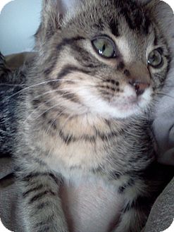Domestic Shorthair Kitten for Sale in Homewood, Alabama - Kasey Domestic Shorthair Kitten for Sale in Homewood, Alabama - Kasey