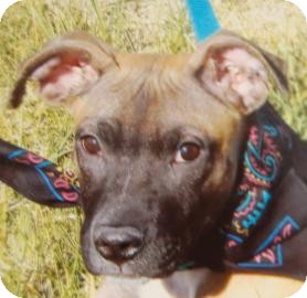 Boxer Mix Puppy for Sale in Brooklyn, New York - Barney Boxer Mix Puppy for Sale in Brooklyn, New York - Barney