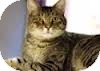 Domestic Shorthair Cat for Sale in Lancaster, Massachusetts - Charles Domestic Shorthair Cat for Sale in Lancaster, Massachusetts - Charles