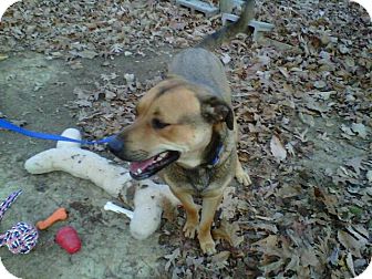 Labrador Retriever/Shepherd (Unknown Type) Mix Dog for Sale in Bedford, Virginia - Chance Labrador Retriever/Shepherd (Unknown Type) Mix Dog for Sale in Bedford, Virginia - Chance