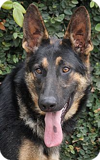 German Shepherd Dog Puppy for Sale in Los Angeles, California - Clementine von Calaui German Shepherd Dog Puppy for Sale in Los Angeles, California - Clementine von Calaui