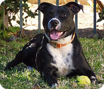 Pit Bull Terrier Mix Dog for Sale in Thousand Oaks, California - Chanel Pit Bull Terrier Mix Dog for Sale in Thousand Oaks, California - Chanel