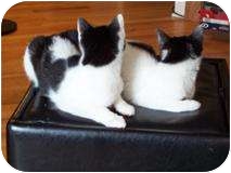 Domestic Shorthair Kitten for Sale in Chicago, Illinois - Hugh Heifer Domestic Shorthair Kitten for Sale in Chicago, Illinois - Hugh Heifer