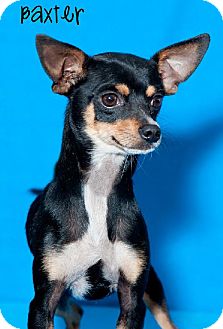 Miniature Pinscher Dog for Sale in Phoenix, Arizona - Adam Miniature Pinscher Dog for Sale in Phoenix, Arizona - Adam