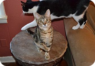 Domestic Shorthair Kitten for Sale in Fort Worth, Texas - Ducky Domestic Shorthair Kitten for Sale in Fort Worth, Texas - Ducky