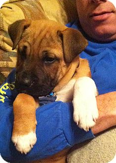 Boxer/Shar Pei Mix Puppy for Sale in Somers, Connecticut - Frankie: Mr Personality! Boxer/Shar Pei Mix Puppy for Sale in Somers, Connecticut - Frankie: Mr Personality!