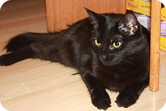 Domestic Mediumhair Cat for Sale in Little Falls, New Jersey - Brie (LE) Domestic Mediumhair Cat for Sale in Little Falls, New Jersey - Brie (LE)