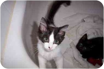 Domestic Longhair Kitten for Sale in Vails Gate, New York - Beauty Domestic Longhair Kitten for Sale in Vails Gate, New York - Beauty
