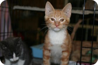 American Shorthair Kitten for Sale in Allentown, Pennsylvania - Patrick American Shorthair Kitten for Sale in Allentown, Pennsylvania - Patrick