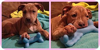 American Pit Bull Terrier Mix Puppy for Sale in Scottsdale, Arizona - Francis American Pit Bull Terrier Mix Puppy for Sale in Scottsdale, Arizona - Francis