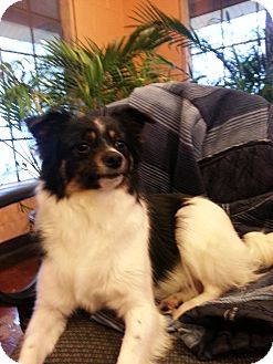 Papillon/Terrier (Unknown Type, Small) Mix Dog for Sale in Allentown, Pennsylvania - PePe' $100 off Papillon/Terrier (Unknown Type, Small) Mix Dog for Sale in Allentown, Pennsylvania - PePe' $100 off