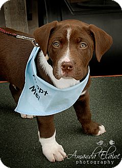 Bullmastiff/Labrador Retriever Mix Puppy for Sale in Granbury, Texas - Chug-a-Lug Charlie Bullmastiff/Labrador Retriever Mix Puppy for Sale in Granbury, Texas - Chug-a-Lug Charlie