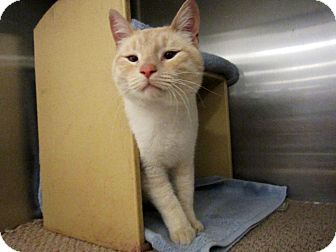 Siamese Cat for Sale in Warminster, Pennsylvania - Captain Catnip Siamese Cat for Sale in Warminster, Pennsylvania - Captain Catnip