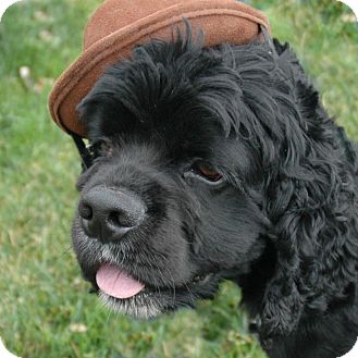 Cocker Spaniel Mix Dog for Sale in Sacramento, California - Stallone Cocker Spaniel Mix Dog for Sale in Sacramento, California - Stallone