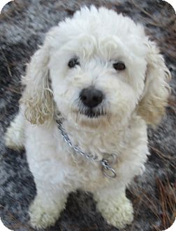 Cockapoo Mix Dog for Sale in Forked River, New Jersey - Pauline Cockapoo Mix Dog for Sale in Forked River, New Jersey - Pauline