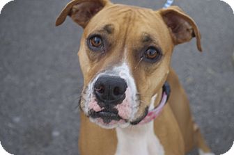 Boxer Mix Dog for Sale in New cumberland, West Virginia - Shena Boxer Mix Dog for Sale in New cumberland, West Virginia - Shena