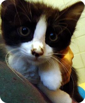 Domestic Mediumhair Kitten for Sale in Jacksonville, Florida - Prescott Domestic Mediumhair Kitten for Sale in Jacksonville, Florida - Prescott