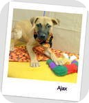 Labrador Retriever/Shepherd (Unknown Type) Mix Puppy for Sale in Manchester, Connecticut - Ajax in Ct Labrador Retriever/Shepherd (Unknown Type) Mix Puppy for Sale in Manchester, Connecticut - Ajax in Ct