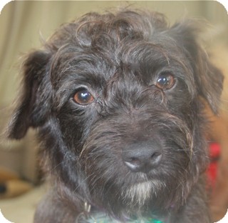 Schnauzer (Miniature)/Fox Terrier (Wirehaired) Mix Dog for Sale in Norwalk, Connecticut - Carmine - adoption pending Schnauzer (Miniature)/Fox Terrier (Wirehaired) Mix Dog for Sale in Norwalk, Connecticut - Carmine - adoption pending