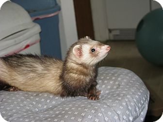 Ferret for Sale in South Hadley, Massachusetts - Emma Ferret for Sale in South Hadley, Massachusetts - Emma