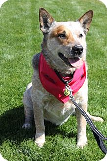 Australian Cattle Dog Mix Dog for Sale in Scottsdale, Arizona - Chase Australian Cattle Dog Mix Dog for Sale in Scottsdale, Arizona - Chase