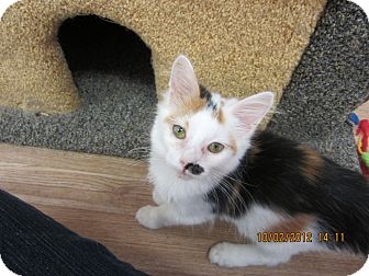 Calico Kitten for Sale in Bunnell, Florida - Pretty Girl Calico Kitten for Sale in Bunnell, Florida - Pretty Girl