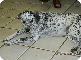 Dalmatian Dog for Sale in hollywood, Florida - Jamie Dalmatian Dog for Sale in hollywood, Florida - Jamie