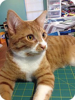 Domestic Shorthair Cat for Sale in Edmond, Oklahoma - Reese Domestic Shorthair Cat for Sale in Edmond, Oklahoma - Reese