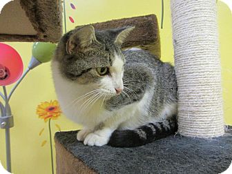 Domestic Shorthair Cat for Sale in Mobile, Alabama - Emerald Domestic Shorthair Cat for Sale in Mobile, Alabama - Emerald
