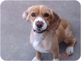 Cocker Spaniel Mix Dog for Sale in Los Angeles, California - Andy Cocker Spaniel Mix Dog for Sale in Los Angeles, California - Andy