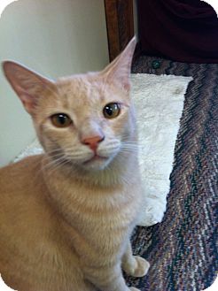 Domestic Shorthair Cat for Sale in Phoenix, Arizona - Buff Domestic Shorthair Cat for Sale in Phoenix, Arizona - Buff