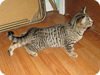 Domestic Shorthair Kitten for Sale in Fort Wayne, Indiana - Freckles Domestic Shorthair Kitten for Sale in Fort Wayne, Indiana - Freckles