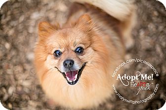 Pomeranian Dog for Sale in Myersville, Maryland - Billy Pomeranian Dog for Sale in Myersville, Maryland - Billy