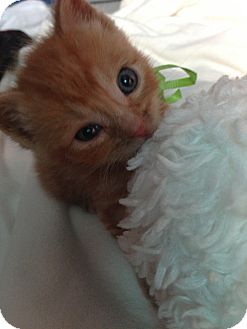 Domestic Shorthair Kitten for Sale in New York, New York - Simon Domestic Shorthair Kitten for Sale in New York, New York - Simon