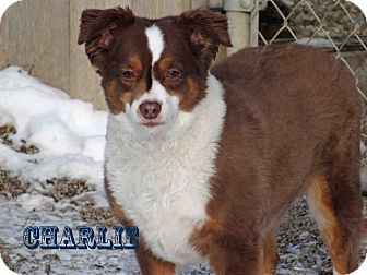Australian Cattle Dog Mix Dog for Sale in Hamilton, Montana - Charlie Australian Cattle Dog Mix Dog for Sale in Hamilton, Montana - Charlie