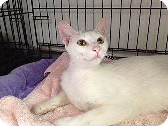 American Shorthair Cat for Sale in Oceanside, New York - Blanca American Shorthair Cat for Sale in Oceanside, New York - Blanca
