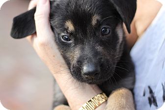 German Shepherd Dog Mix Puppy for Sale in Lighthouse Point, Florida - Tucker German Shepherd Dog Mix Puppy for Sale in Lighthouse Point, Florida - Tucker