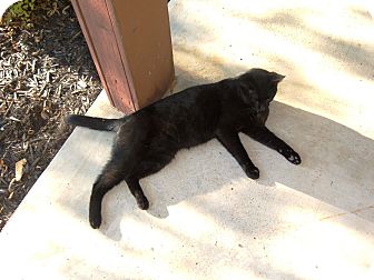 Domestic Shorthair Cat for Sale in Carey, Ohio - Sampson Domestic Shorthair Cat for Sale in Carey, Ohio - Sampson