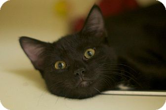 Domestic Shorthair Kitten for Sale in New York, New York - Tiki and Telly Domestic Shorthair Kitten for Sale in New York, New York - Tiki and Telly