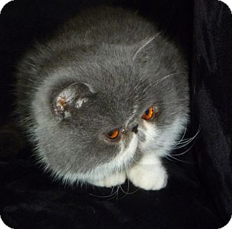 Exotic Cat for Sale in Beverly Hills, California - Nyla Exotic Cat for Sale in Beverly Hills, California - Nyla