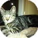 Domestic Shorthair Kitten for Sale in Vancouver, British Columbia - Roxy Domestic Shorthair Kitten for Sale in Vancouver, British Columbia - Roxy