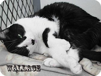 American Shorthair Cat for Sale in Hamilton, Montana - Wallace American Shorthair Cat for Sale in Hamilton, Montana - Wallace