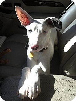 Dalmatian/Whippet Mix Dog for Sale in Scottsdale, Arizona - Frankie Dalmatian/Whippet Mix Dog for Sale in Scottsdale, Arizona - Frankie